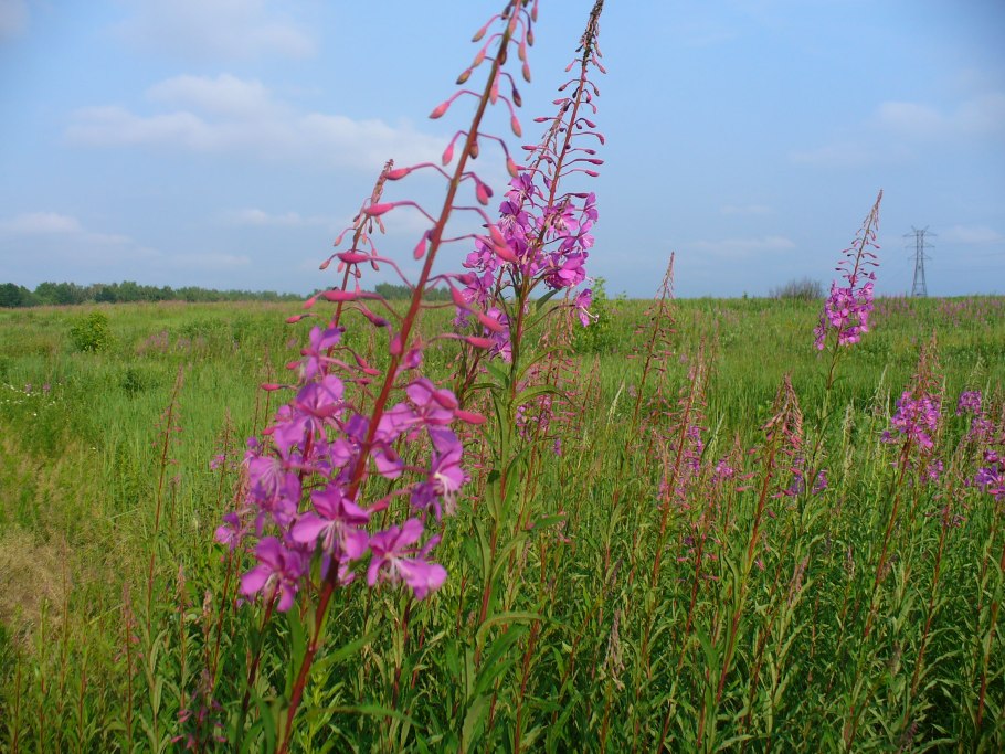 Иван чай в Оренбургской области