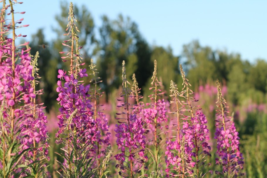 Кипрей Хорнеманна