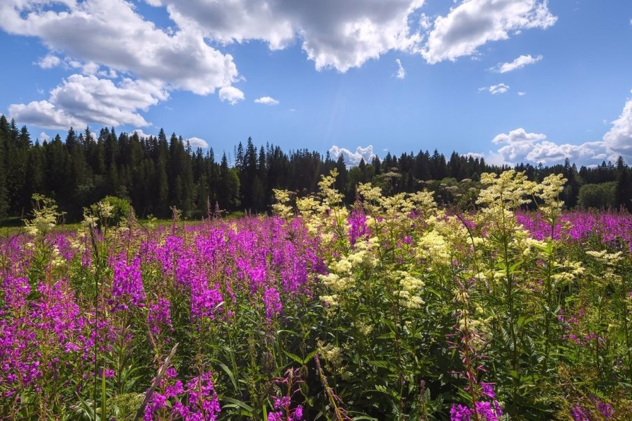 Травяной чай "Иван-чай"