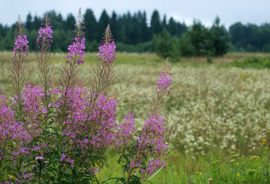 Иван чай в Оренбургской области