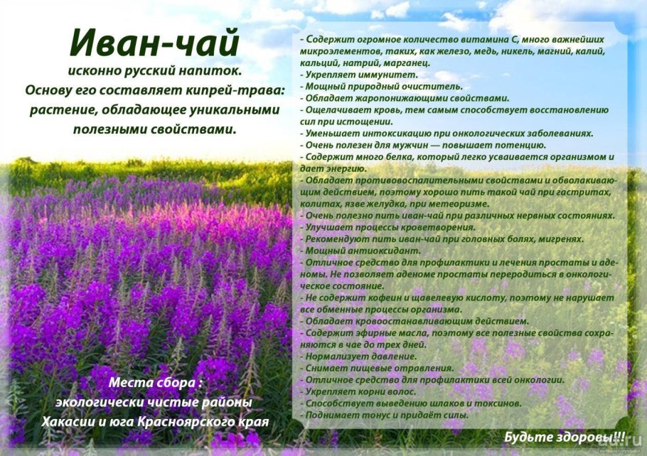 Кипрей широколистный