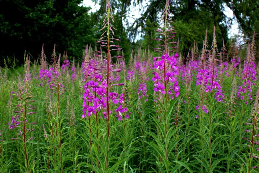 Кипрей Альба