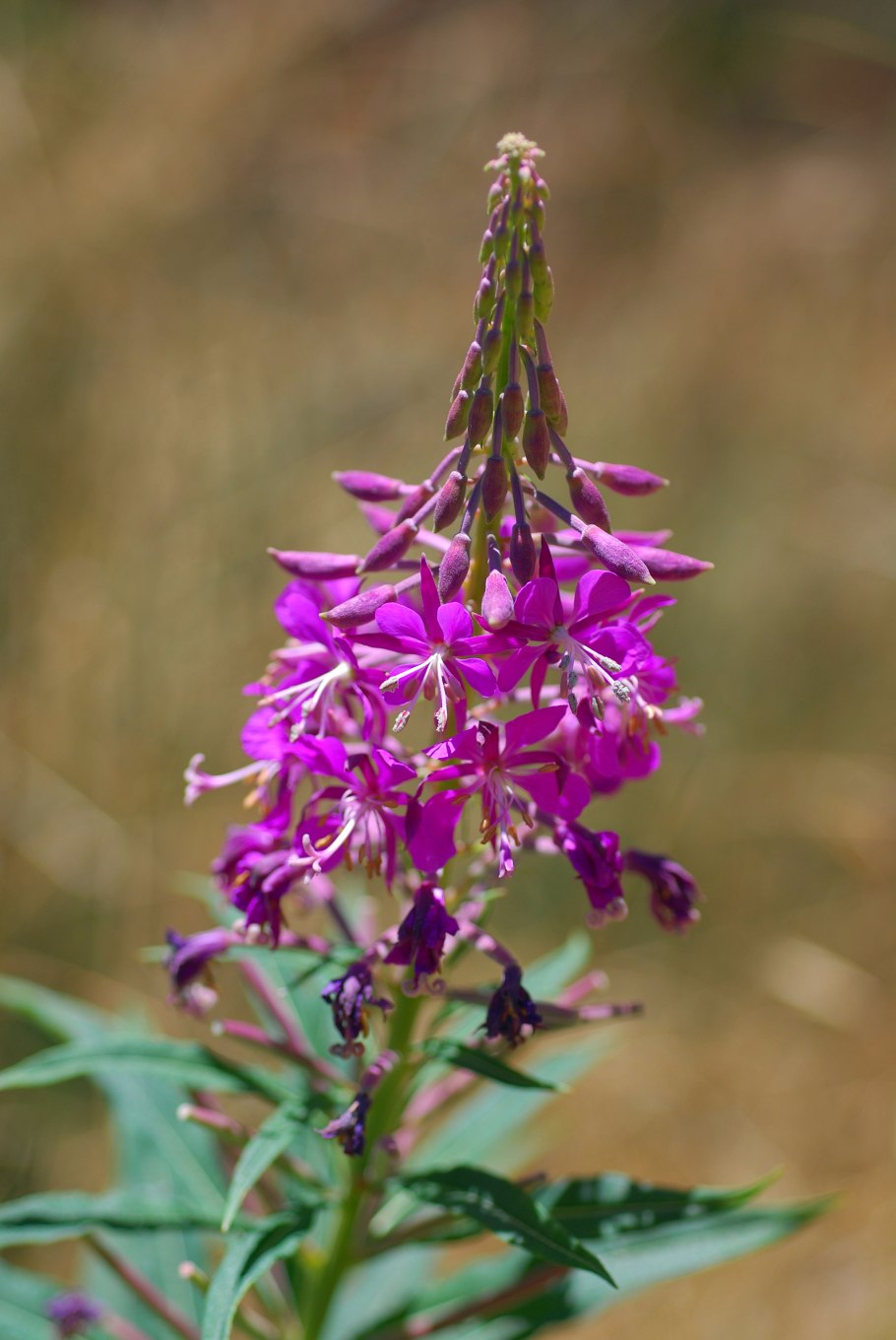 Иван-чай узколистный растения