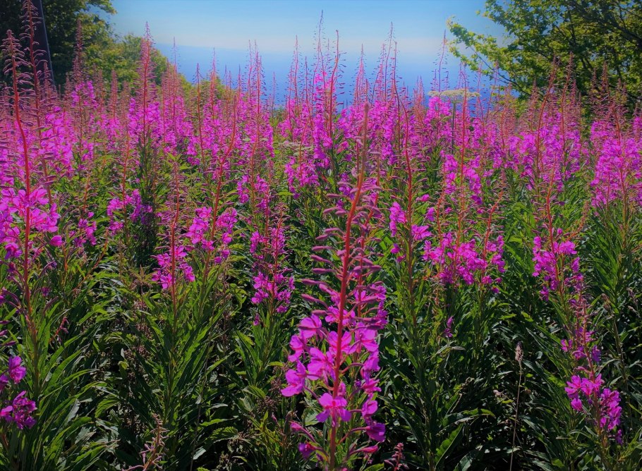 Кипрей узколистный Иван-чай