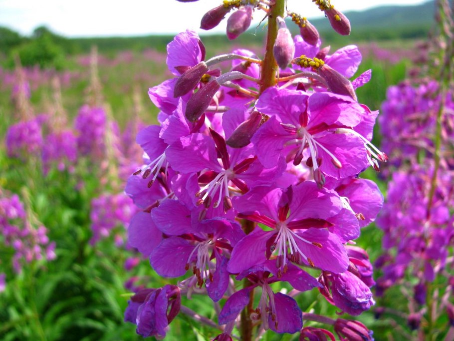 Иван-чай узколистный