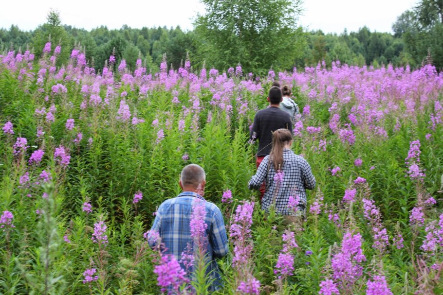 Иван чай кипрей