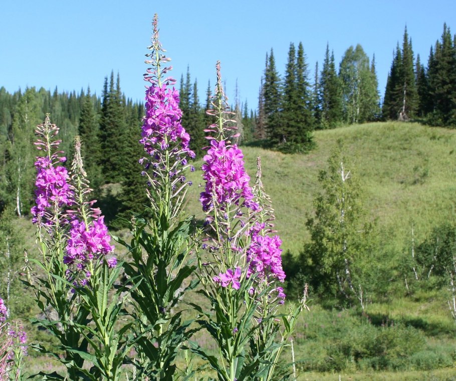 Иван-чай (кипрей)