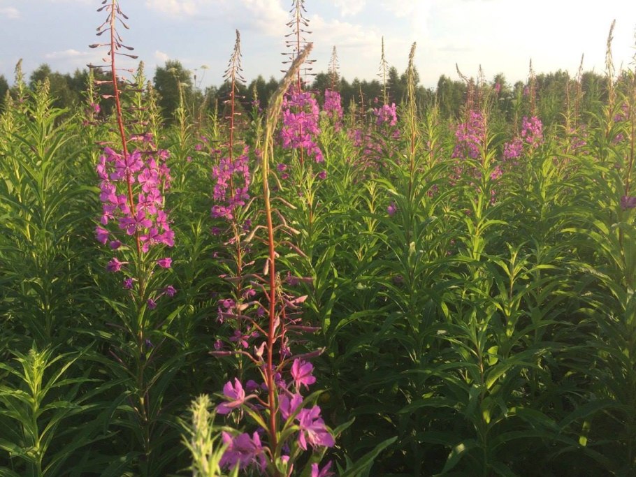 Кипрей узколистный Иван-чай