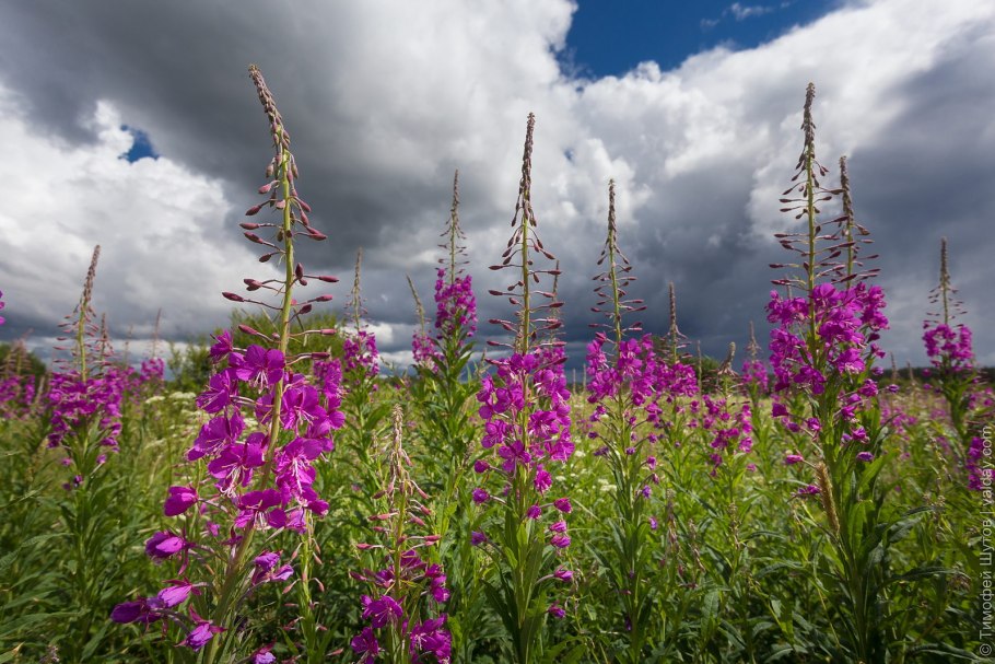 Кипрей Альба