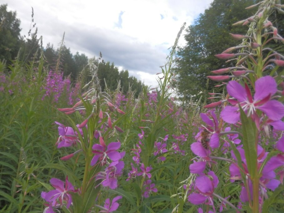 Иван чай в Воркуте