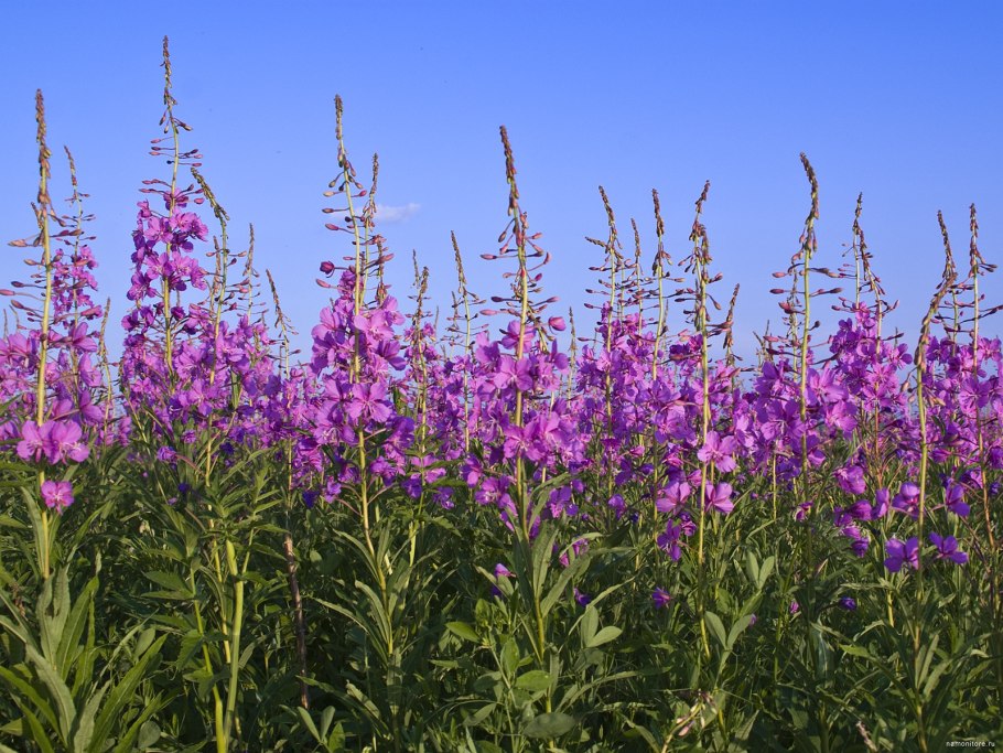 Иван-чай узколистный