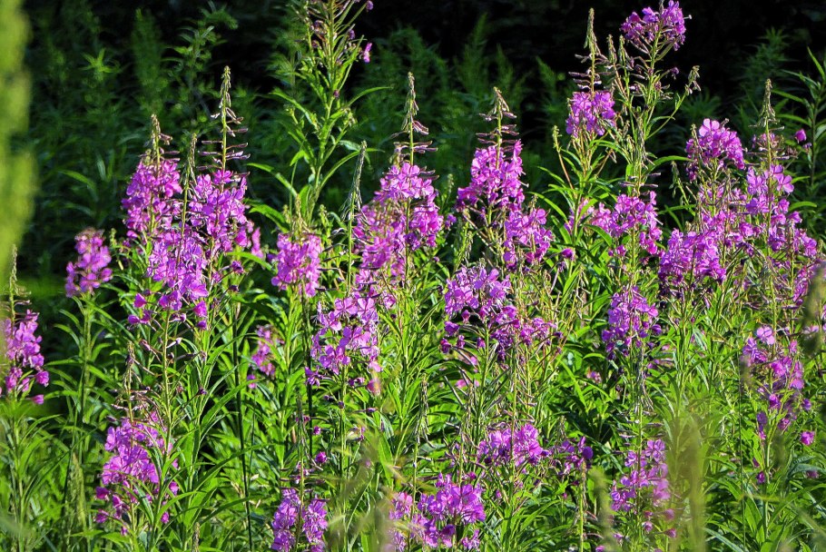 Кипрей узколистный