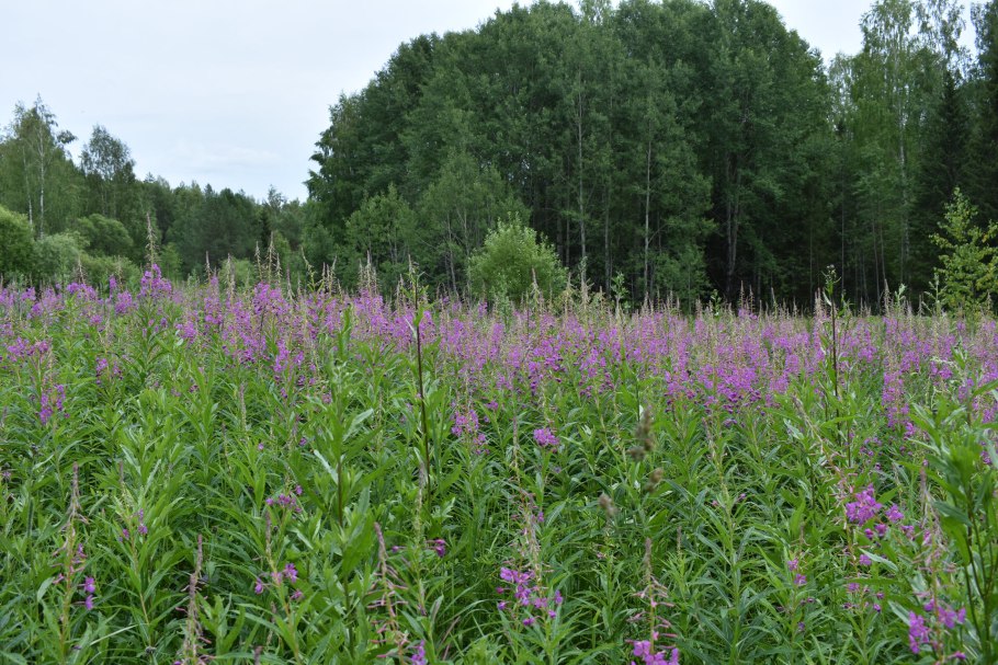 Иван чай узколистный