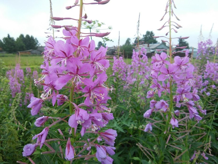 Кипрей узколистный