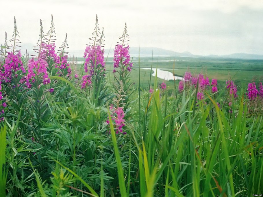 Иван чай узколистный формула