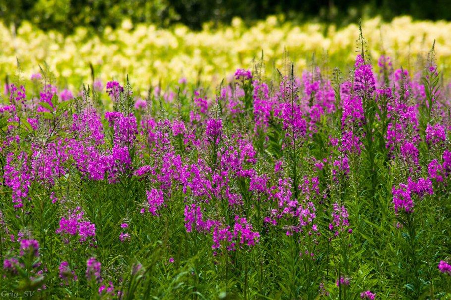 Кипрей узколистный лист