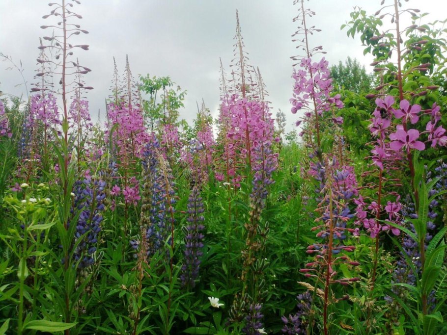 Иван чай в Ленинградской области