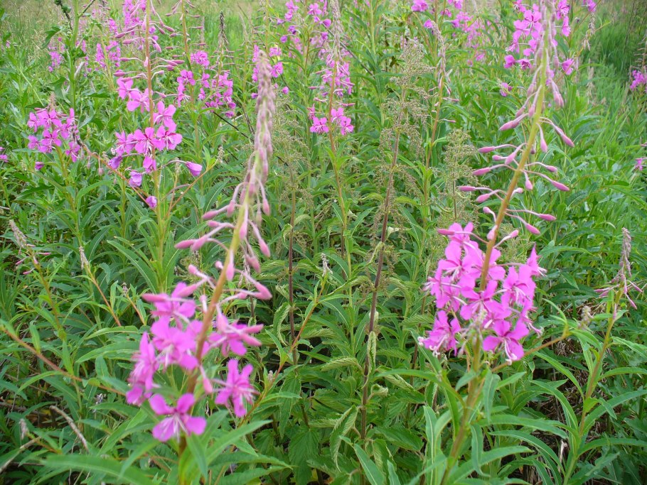 Иван-чай (кипрей)