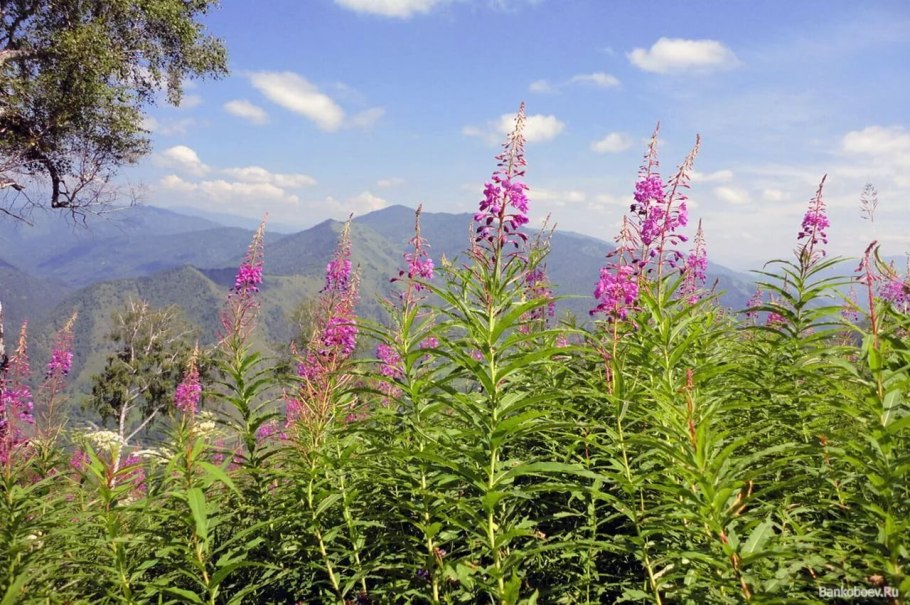 Кипрей Додона