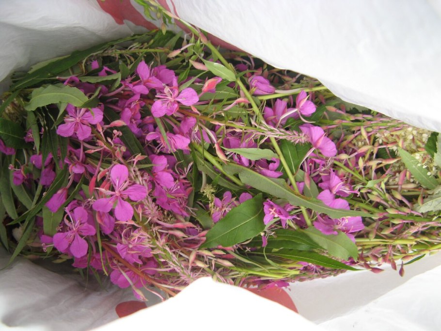 Кипрей узколистный