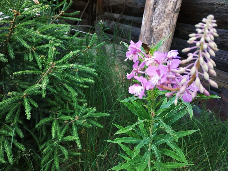 Хамерион узколистный