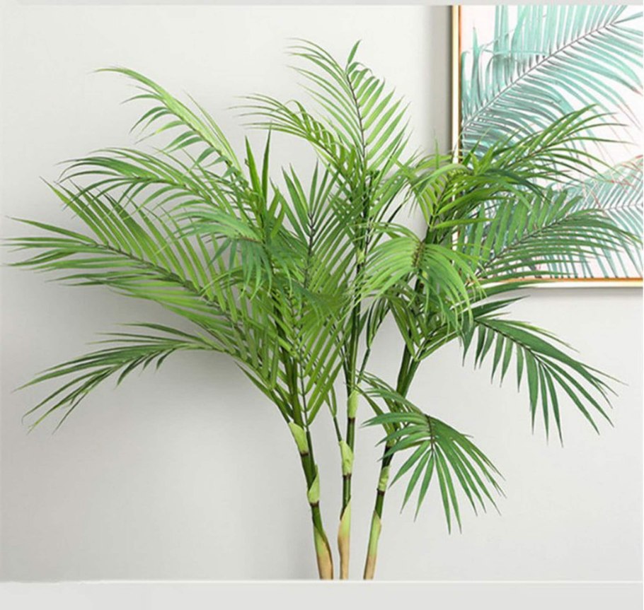 Пальма Арека декоративные