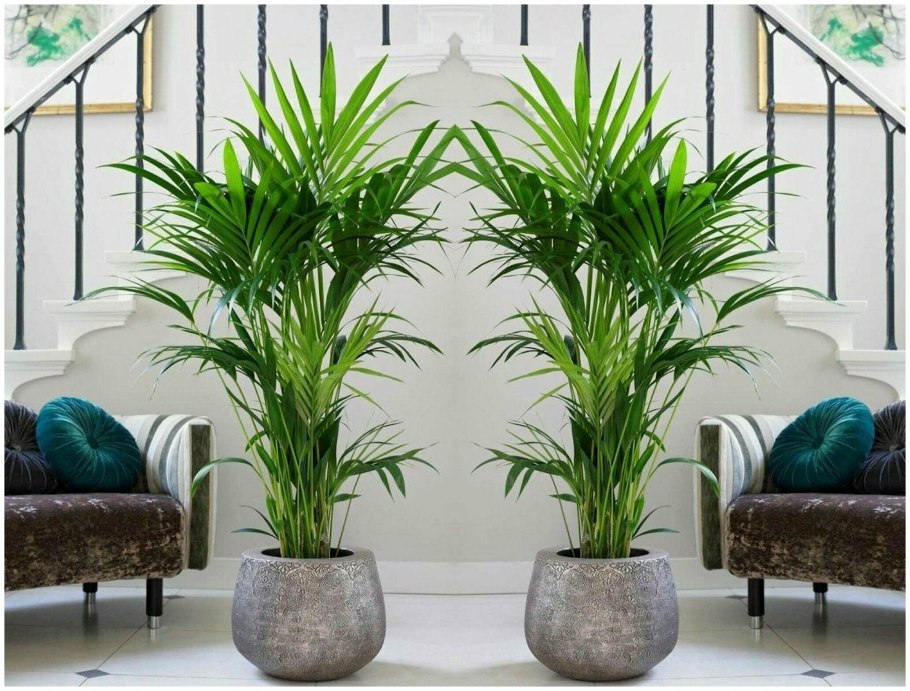 Финиковая Пальма (финик пальчатый)