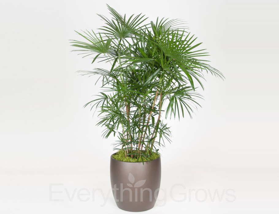 Цикас комнатное растение