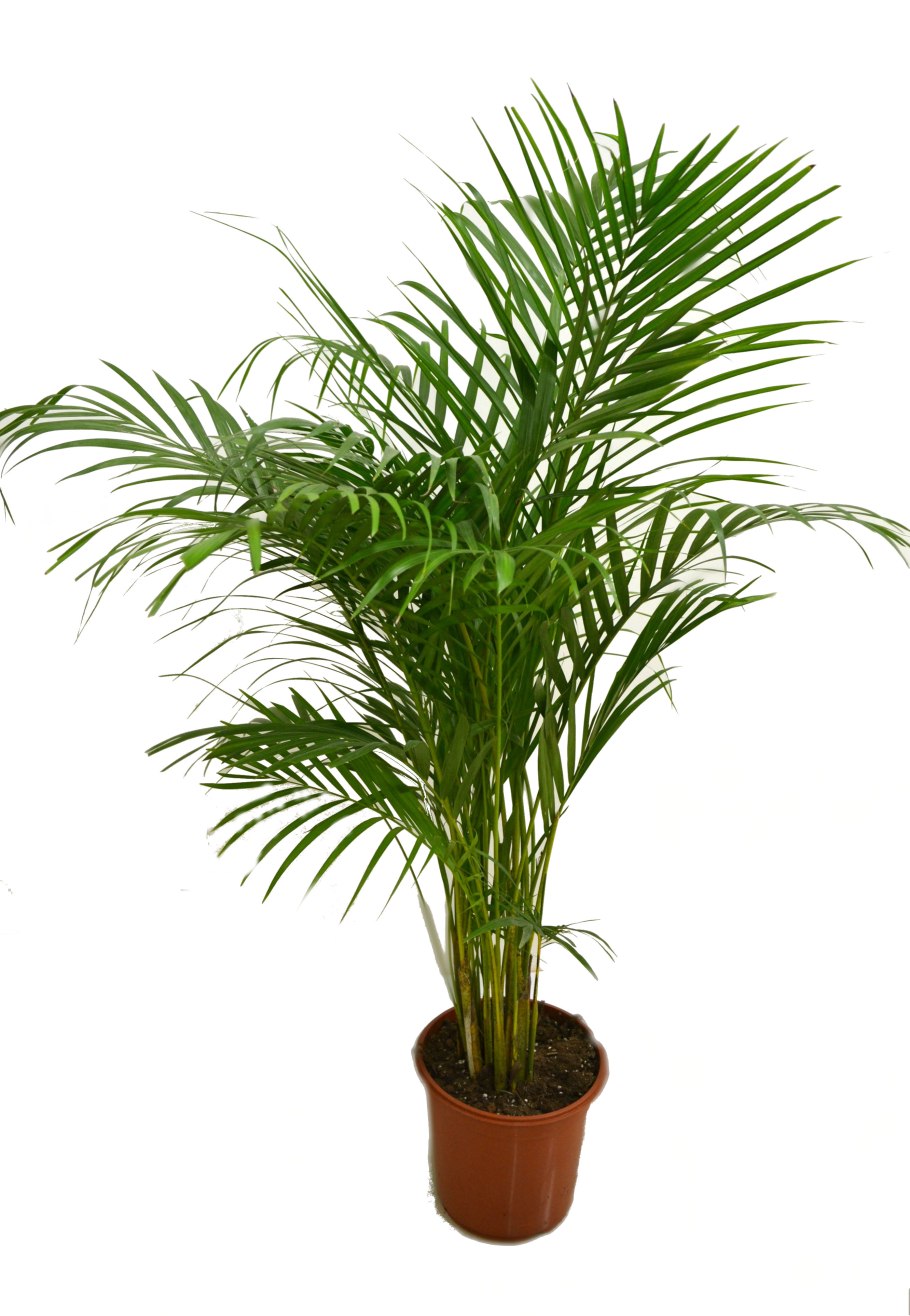 Брахея Пальма