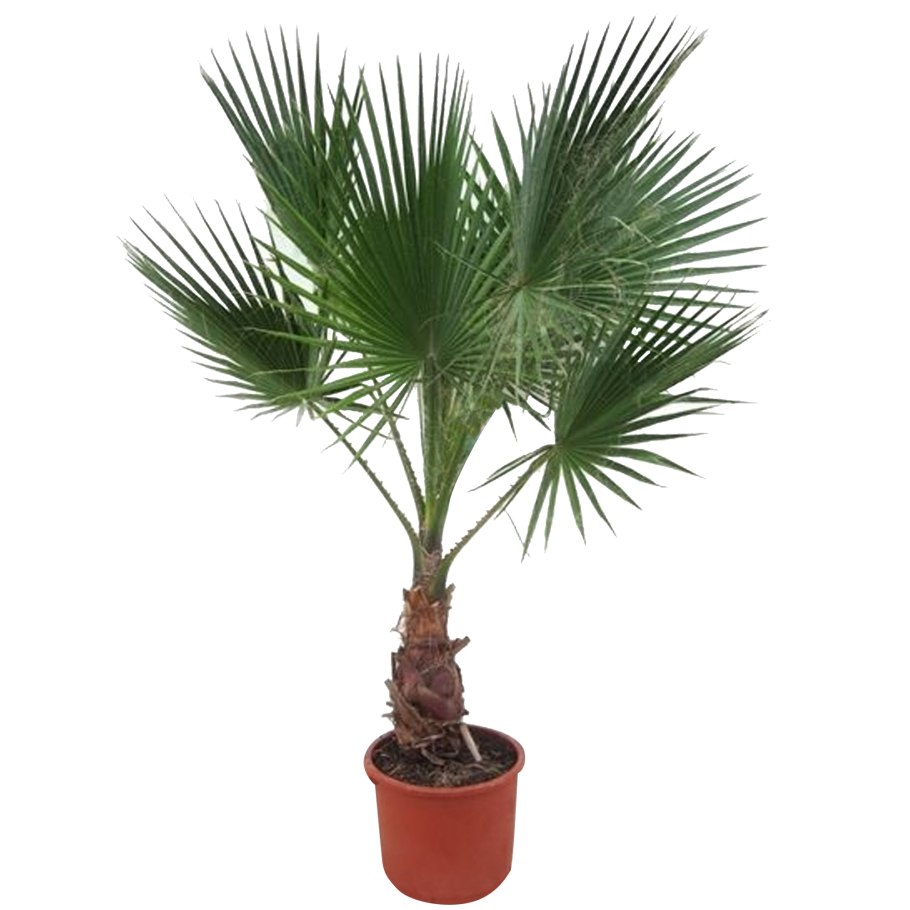 Пальма Цикас