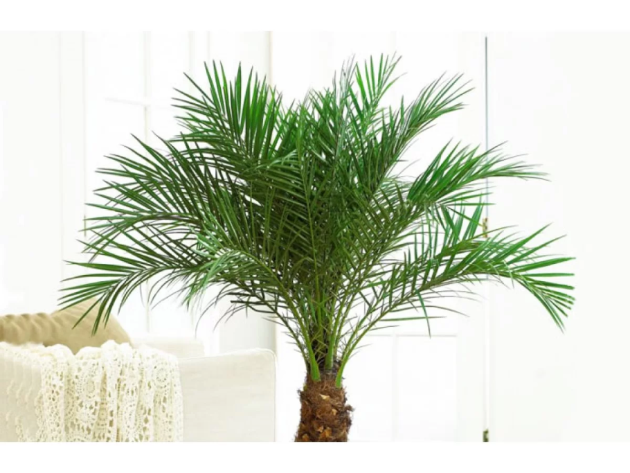 Пальма кустовая