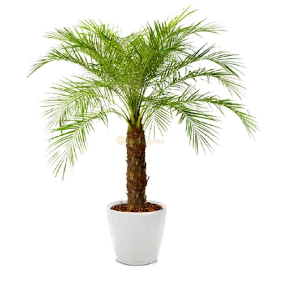 Арека Дипсис