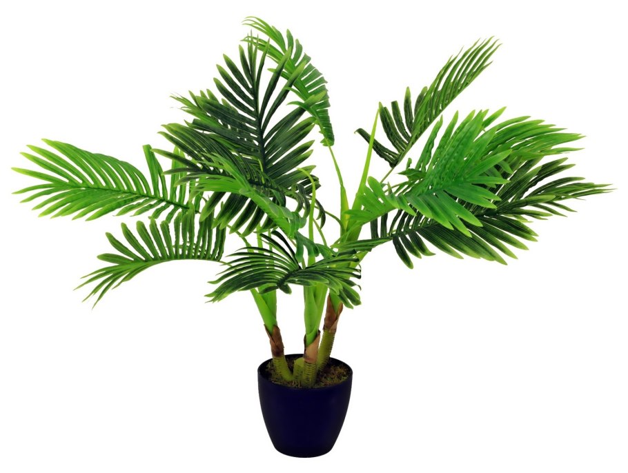 Пальма Трахикарпус Форчуна