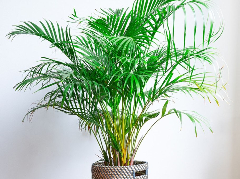 Бутия Пальма комнатная