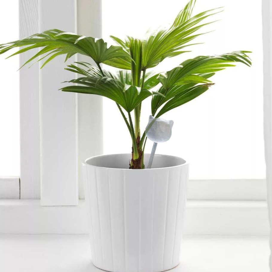 Рапис Пальма узколистная