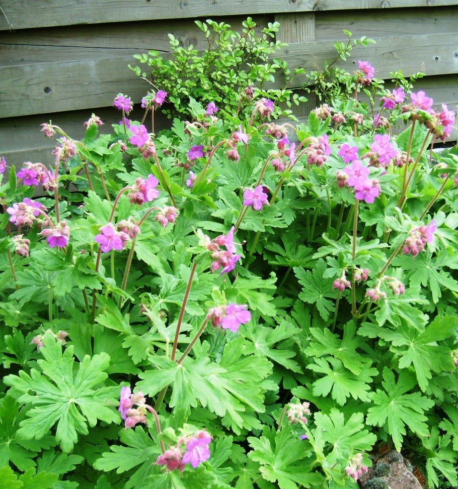 Герань кантабриджийская (Geranium cantabrigense `Biokovo `)