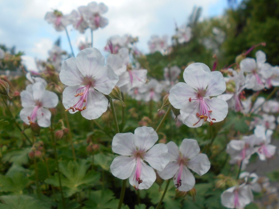 Герань кантабриджийская (Geranium cantabrigense `St. Ola`)