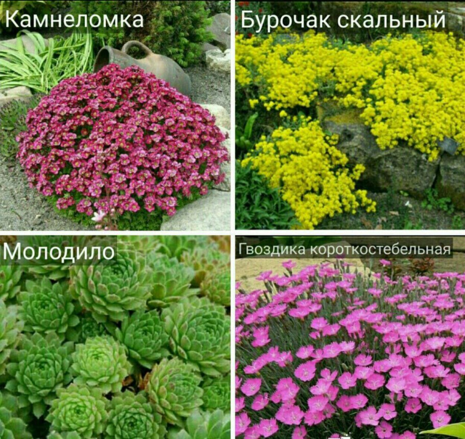 Неприхотливые цветы на горку многолетники