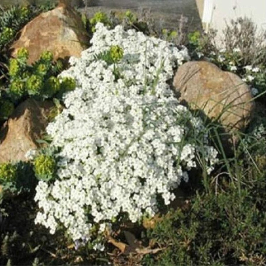 Примула Минима