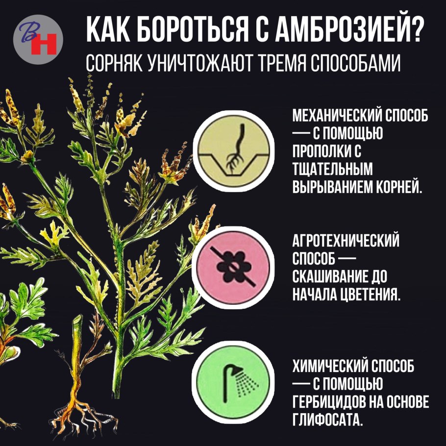 Бодяк полевой (Cirsium arvense)