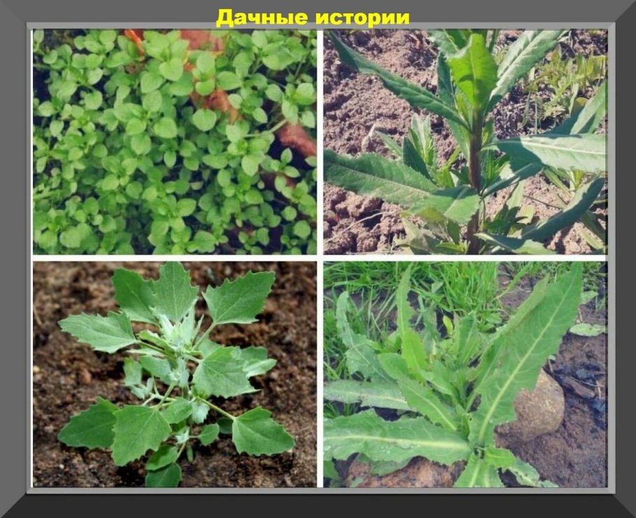 Сорные растения примеры 6 класс