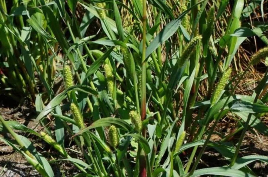 Щирица запрокинутая Amaranthus retroflexus