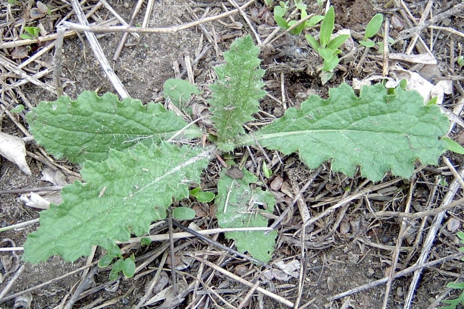 Осот огородный (Sonchus oleraceus)