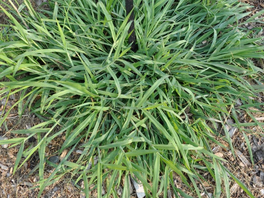 Мятлик однолетний (POA annua l.)