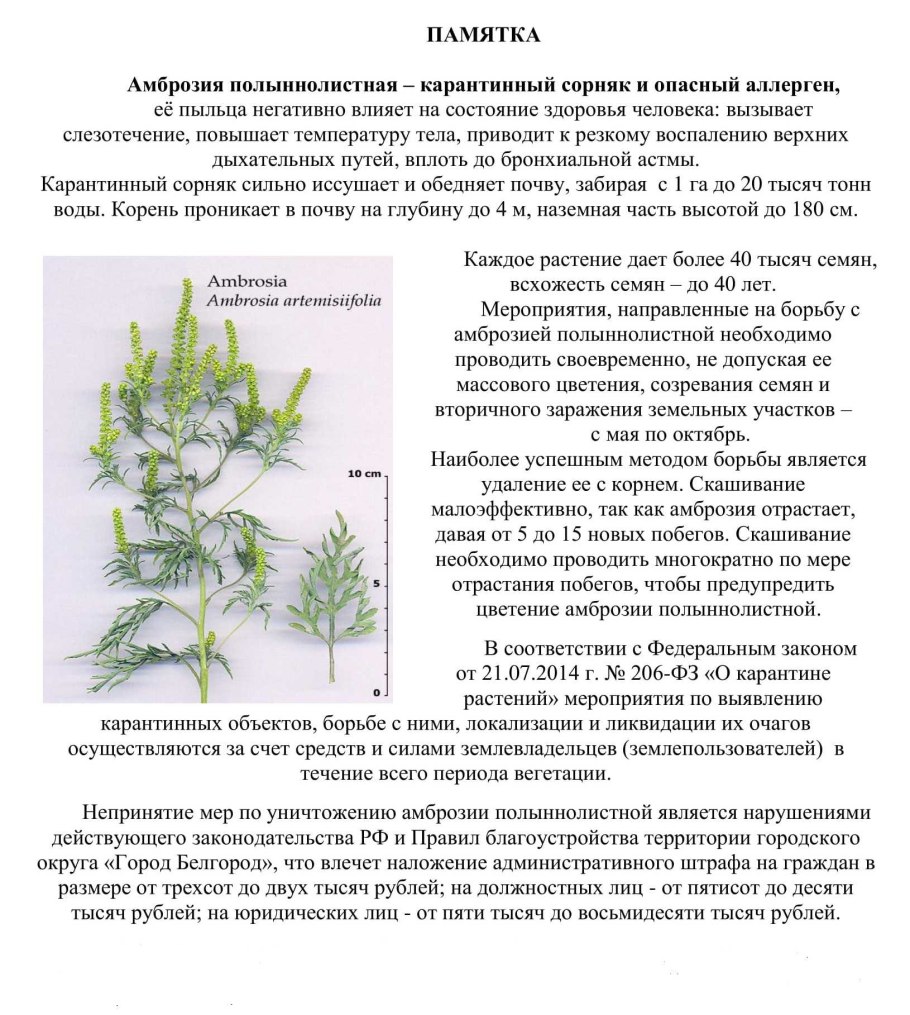 Сорные растения