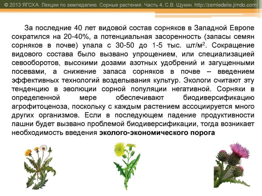 Сорная Огородная трава