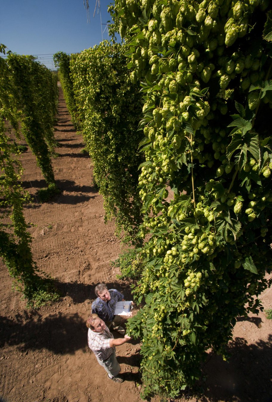 Хмель обыкновенный (Humulus lupulus)