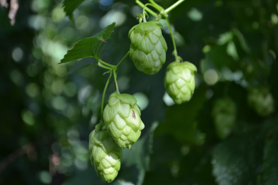 Хмель обыкновенный (Humulus lupulus)