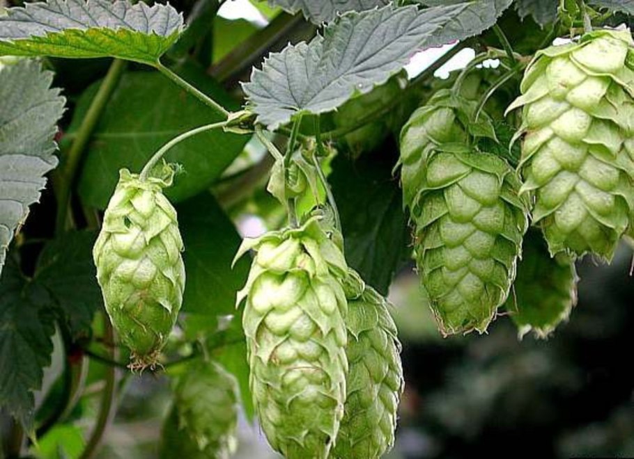 Хмель обыкнове́нный (Humulus lupulus) с2 40-60
