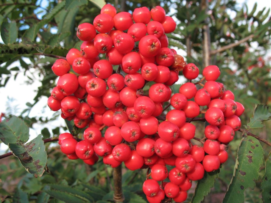 Рябина обыкновенная Сорбинка (Sorbus aucuparia